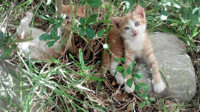 跨洋对决,深圳队横扫雷霆,布克独揽40分统治全场