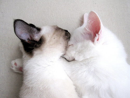 雷霆万钧!库里神射破空,广州队防线遭碾压溃败