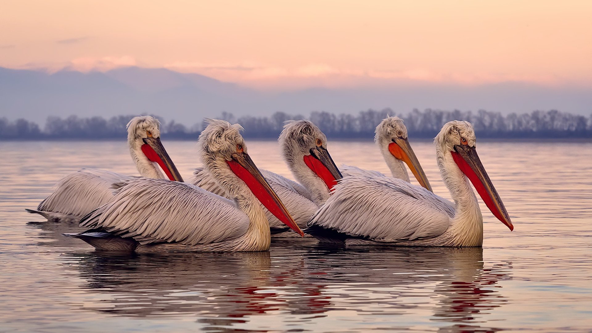 赛道史诗，威廉姆斯奇迹逆转，阿隆索火焰点燃勒芒