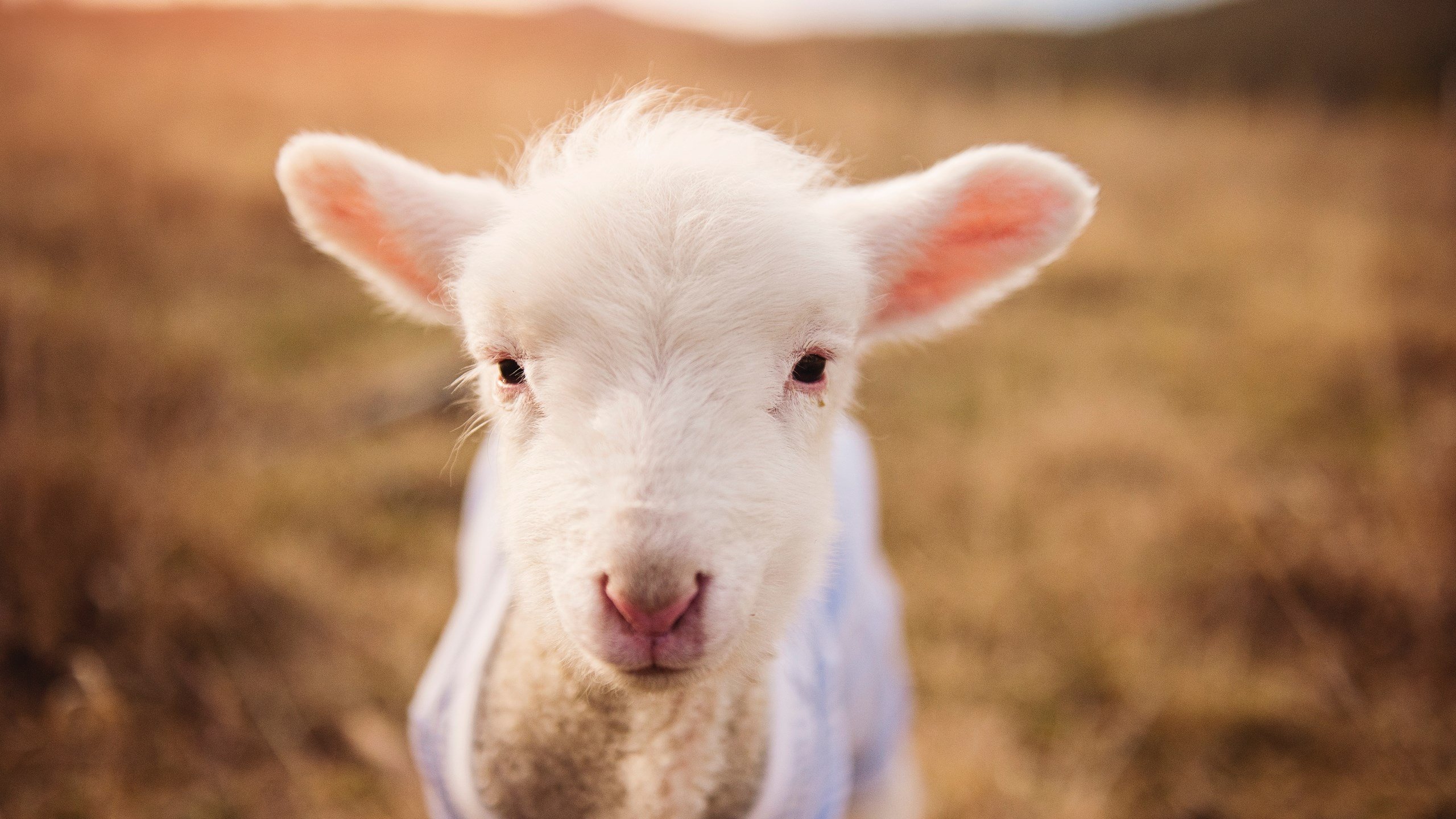 狐啸丹佛,当生死战化为个人交响乐,福克斯用43分重塑西决定义