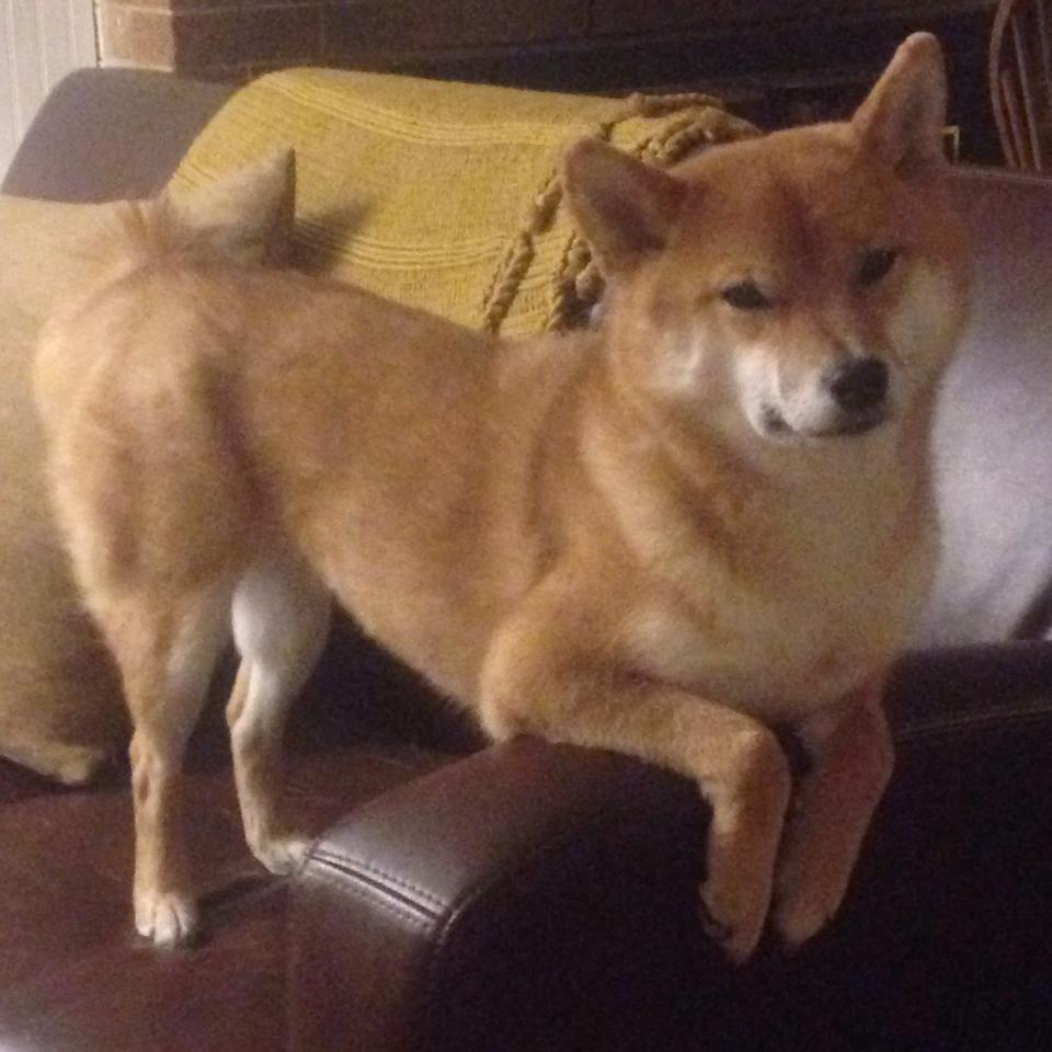 基耶萨导演终场逆转好戏，罗马闪电战击溃多特蒙德