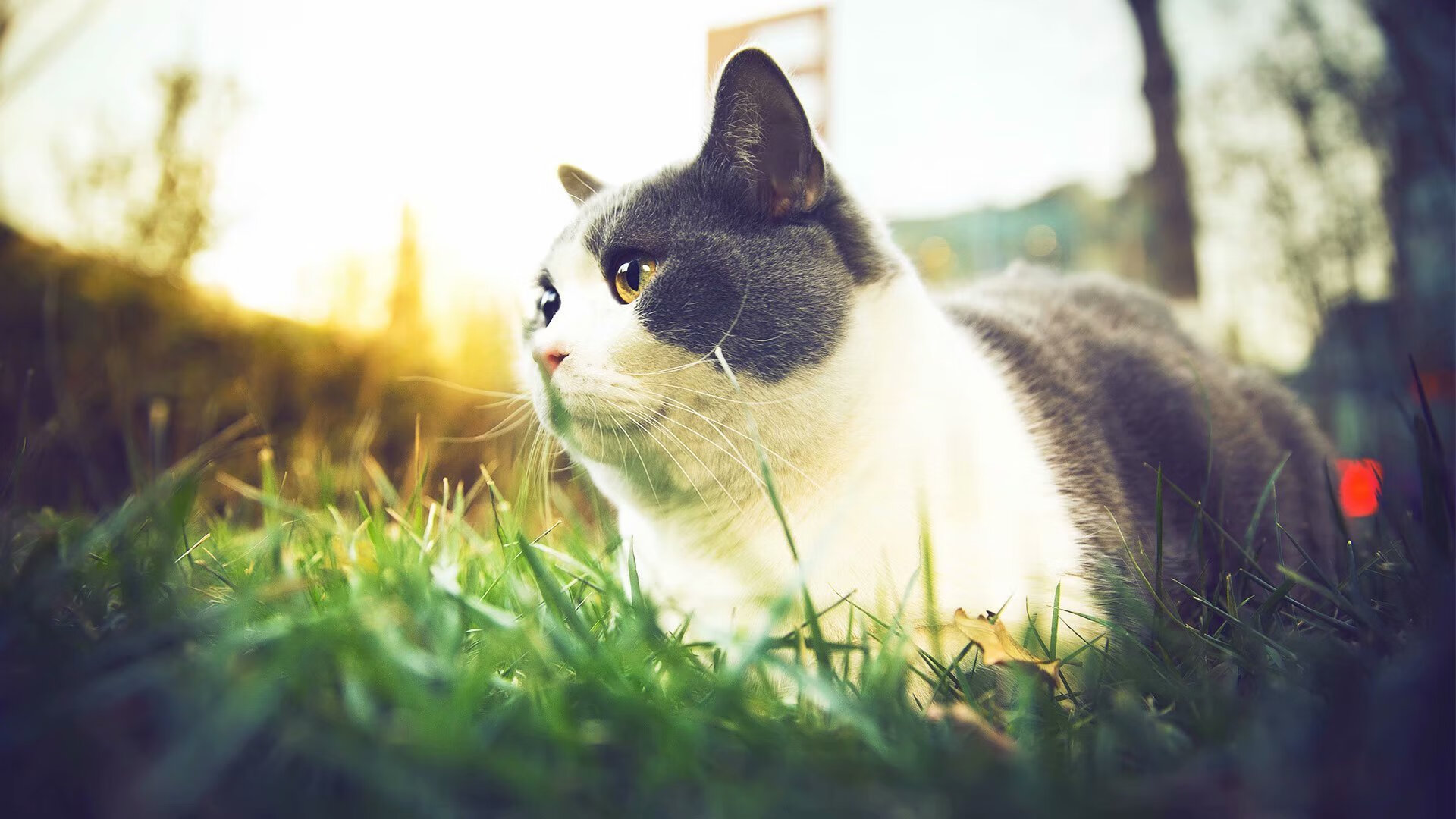 历史在他脚下碎裂，2026世界杯之夜，小贾伦的时空统治