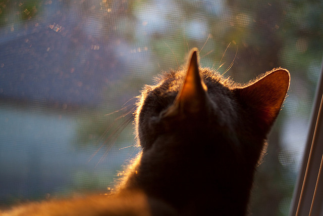 桑巴利刃破坚盾,维尼修斯单点爆破引领巴西关键战突围