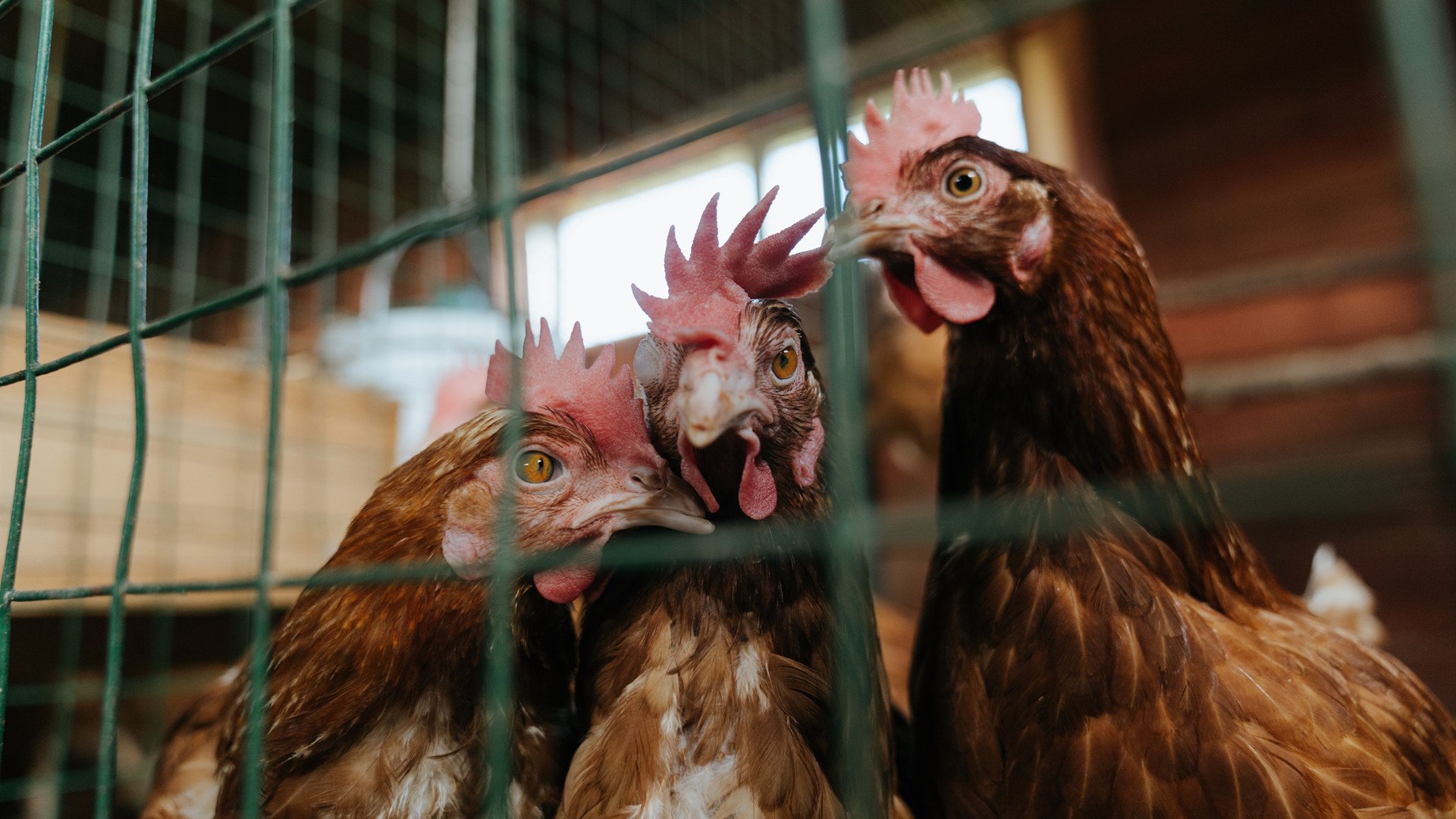 南美飓风席卷世预赛,英超巫师接管冠军之战—足球世界轴线正在倾斜?