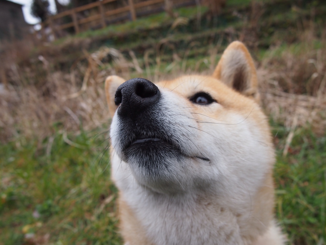 铁幕降临新奥尔良,鹈鹕以窒息防守锁定胜局,策略性封锁马刺进攻命脉