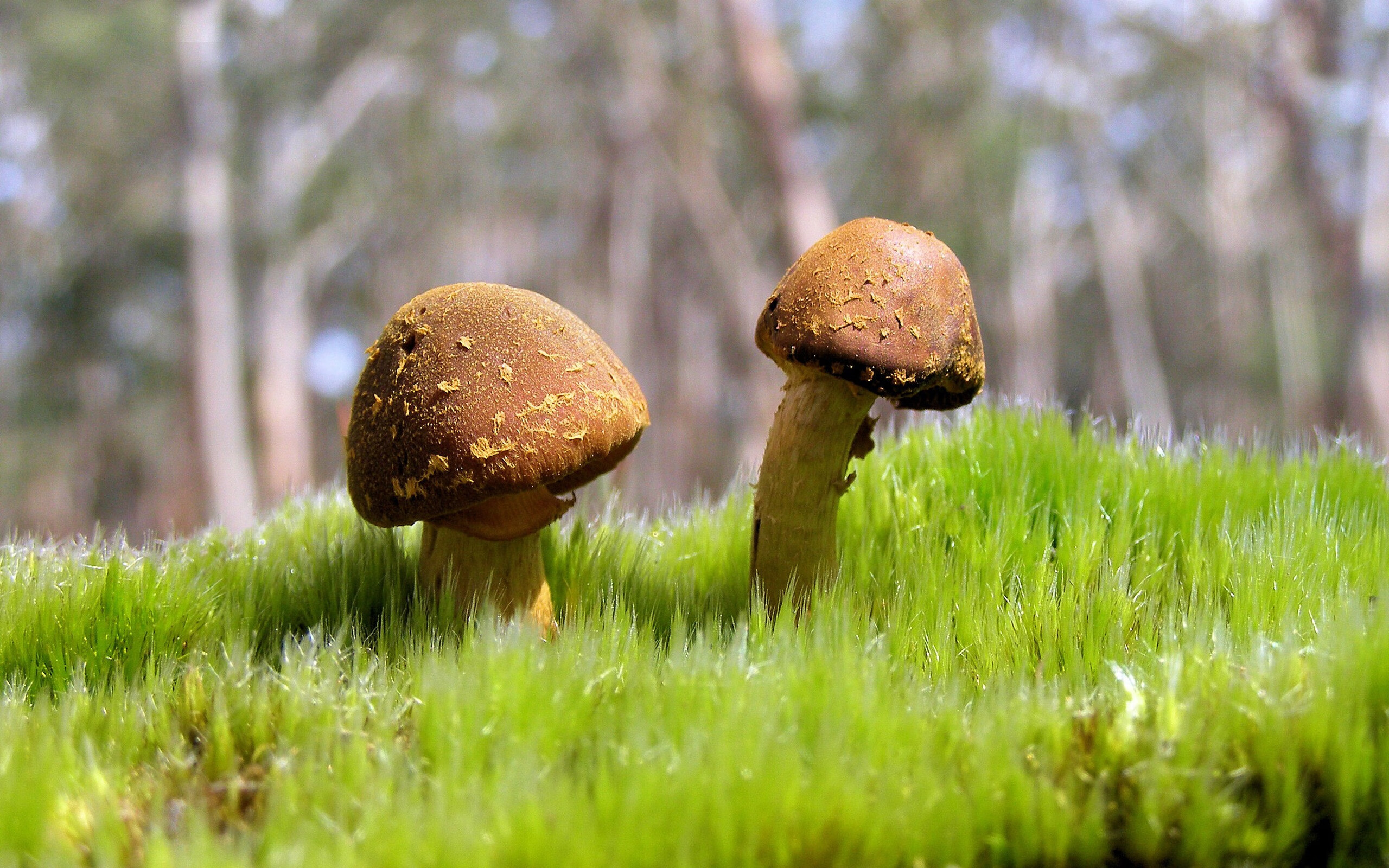 巴林赛道硝烟与奥兰多硬核对决，跨屏诠释何谓硬仗之王