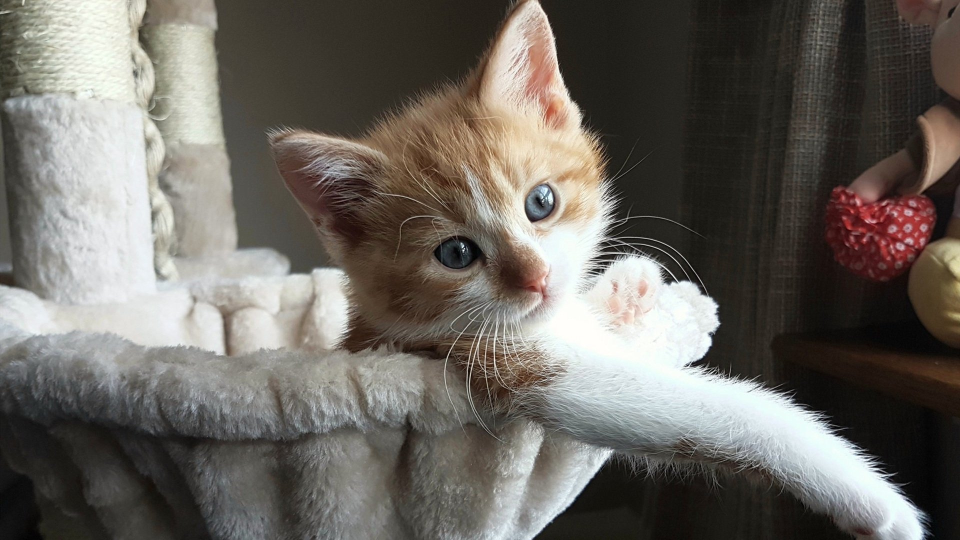 跨界对飙，老鹰强压辽宁队，锡安进攻端无人可挡的震撼表演赛