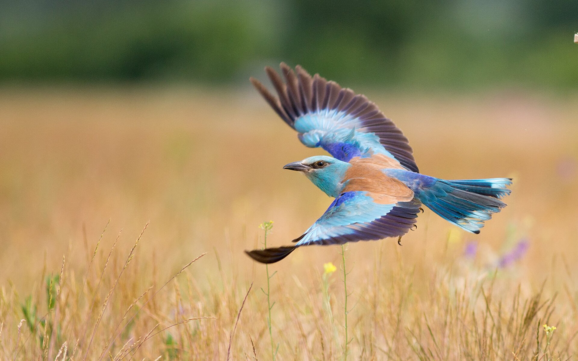 刀光与神迹,欧冠决赛夜的最后一毫米