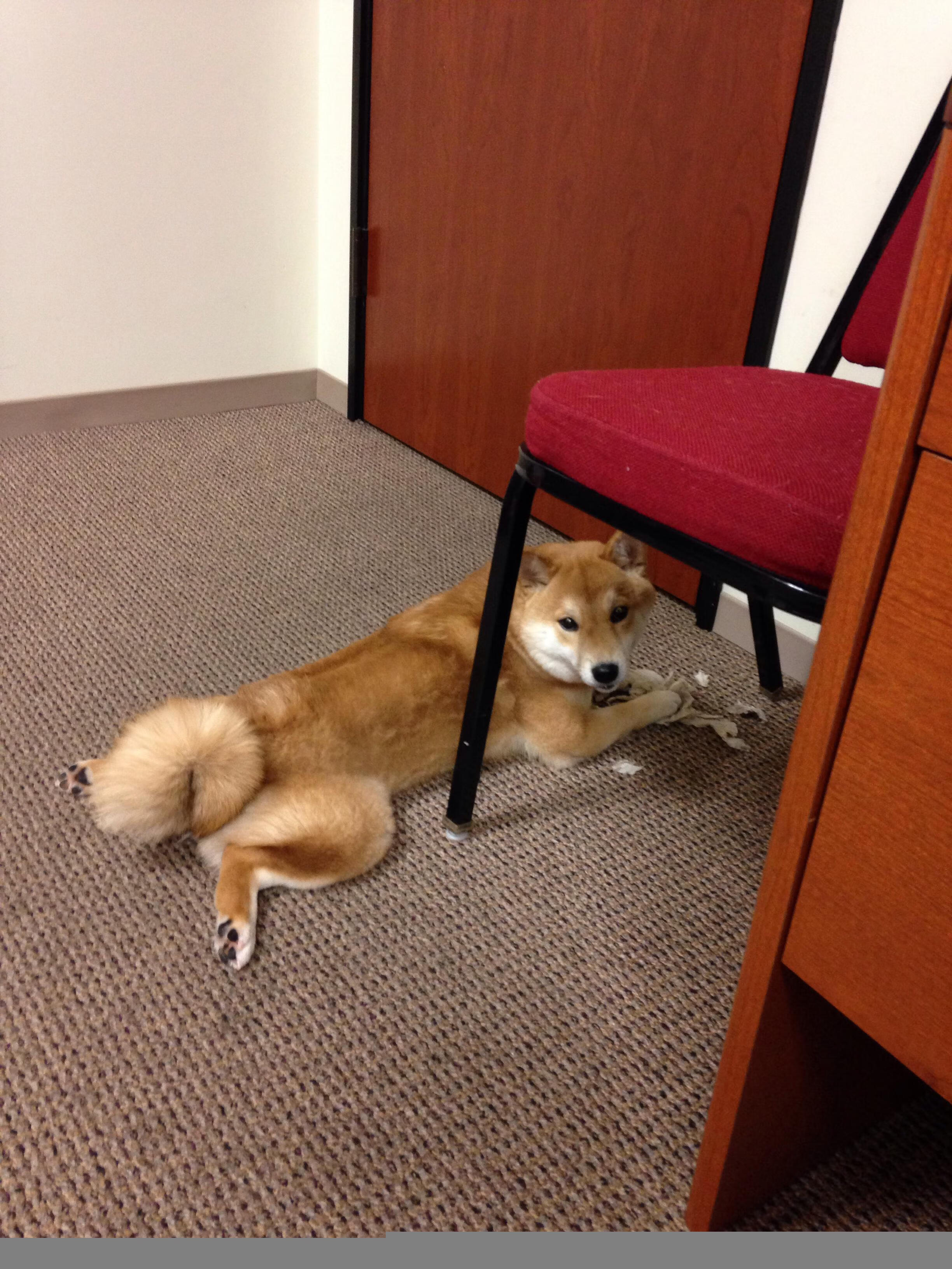 魔笛手罗德里,在塞维利亚的脉搏上,他指挥着马赛的叹息