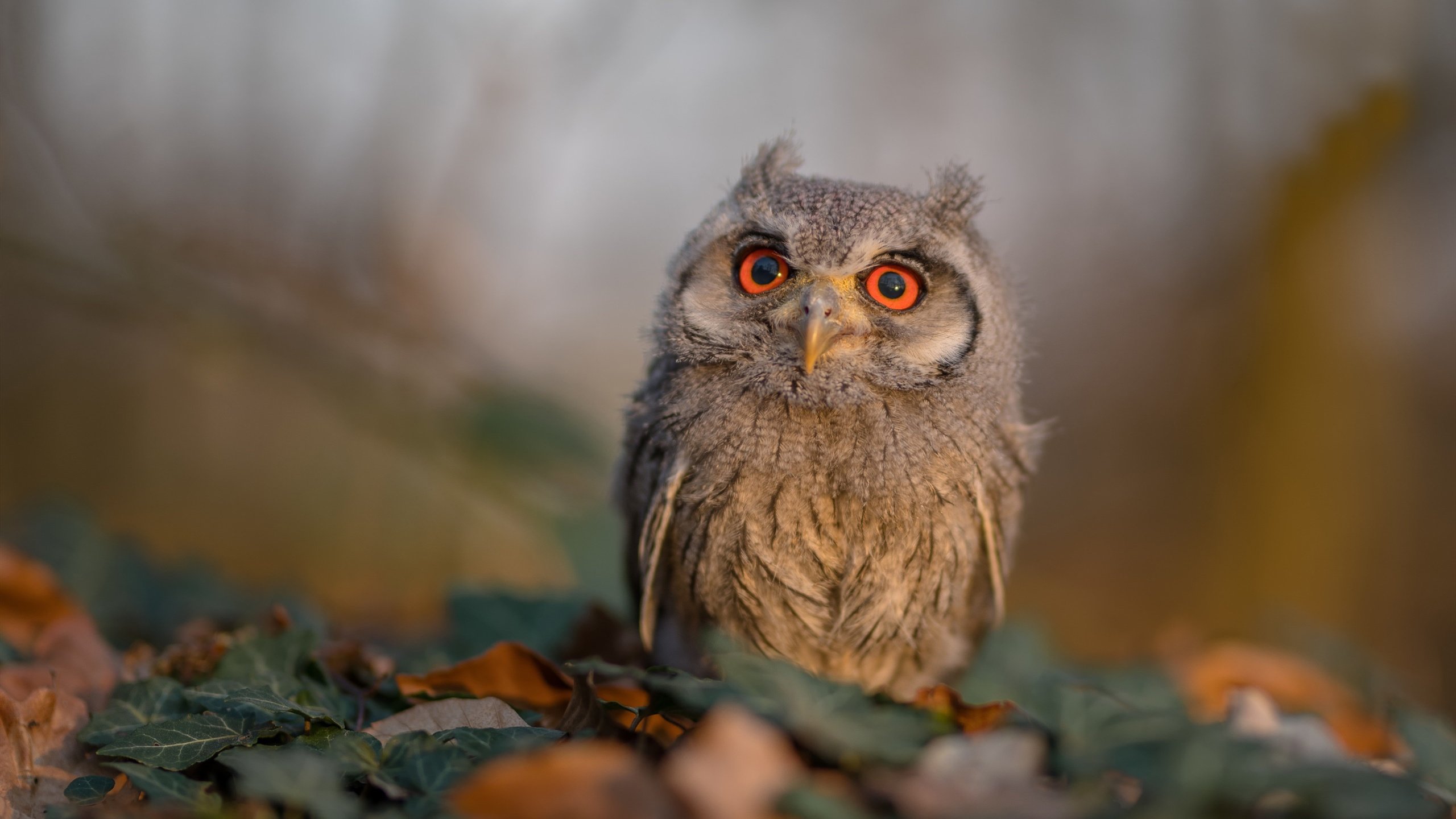 陌生的英雄，贝恩如何在迈阿密之夜成为热火的唯一救世主