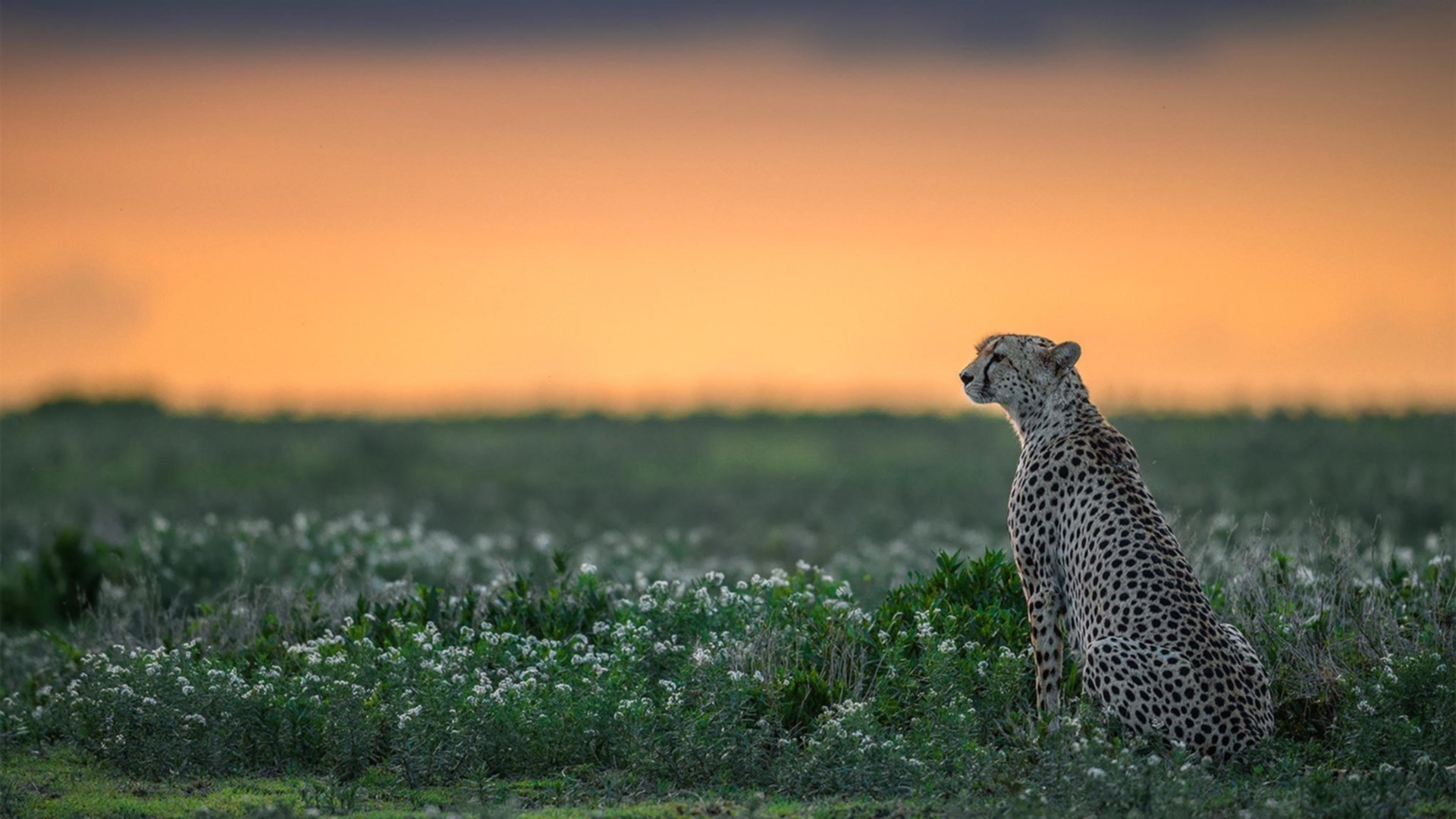 末节燃烧与冷静接管—一场跨越大洋的篮球叙事