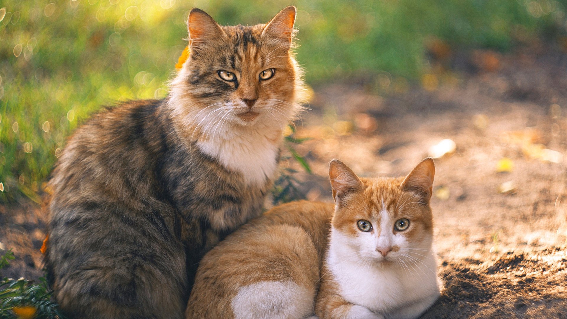 罗德里戈爆发闪耀欧洲足坛，奥地利火力全开压制多特蒙德—现代足球的进攻美学