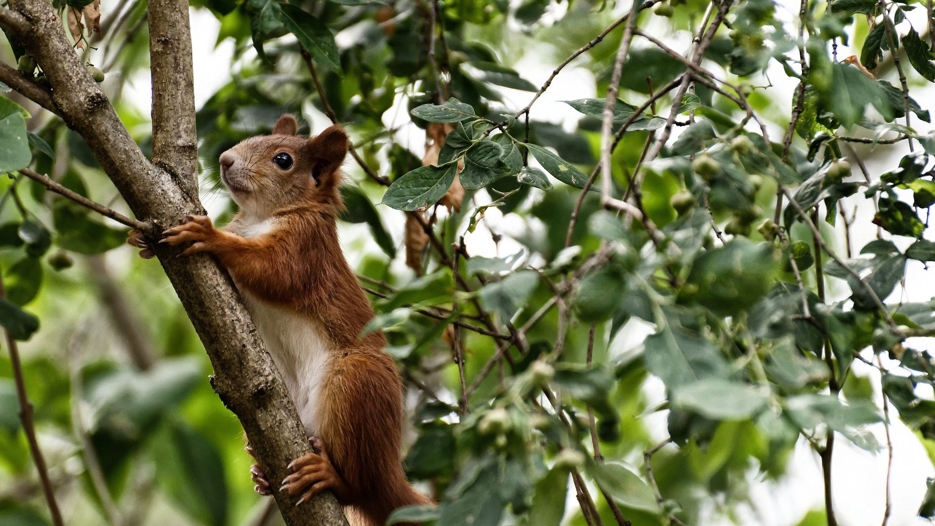 约基奇在F1赛道完成跨界控场，如同湖人稳稳拿下猛龙